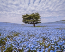 Hitachi Seaside Park in Japan