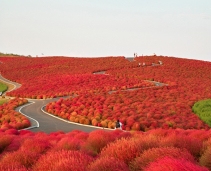 Hitachi Seaside Park in Japan