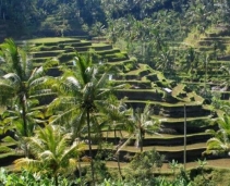 The beauty of Bali