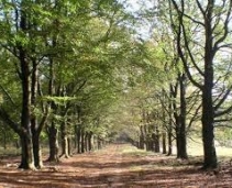 Into the wild in the Netherlands