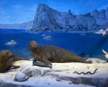 Natural history in the heart of Bucharest