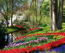 The place to see Dutch tulips