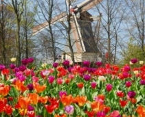 The place to see Dutch tulips