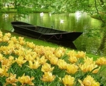 The place to see Dutch tulips