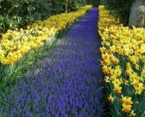 The place to see Dutch tulips