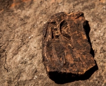 The Roman camp Resculum from Bologa - Cluj county Romania