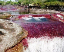 Caño Cristales - 