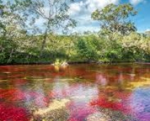 Caño Cristales - 