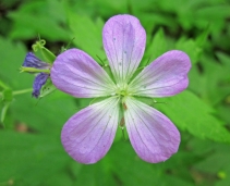 What it is good to know when we visit a natural park?