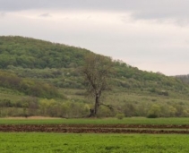 Karoly Kiss's poplar tree - Cuzăplac, Salaj County