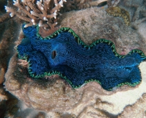 Great Barrier Reef - Australia's Great Natural Wonder