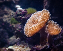 Great Barrier Reef - Australia's Great Natural Wonder