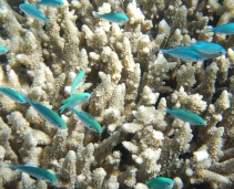 Great Barrier Reef - Australia's Great Natural Wonder