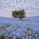 Hitachi Seaside Park in Japan