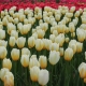 Hitachi Seaside Park in Japan