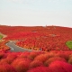 Hitachi Seaside Park in Japan