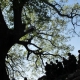 Walking tours