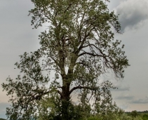 Karoly Kiss's poplar tree - Cuzăplac, Salaj County